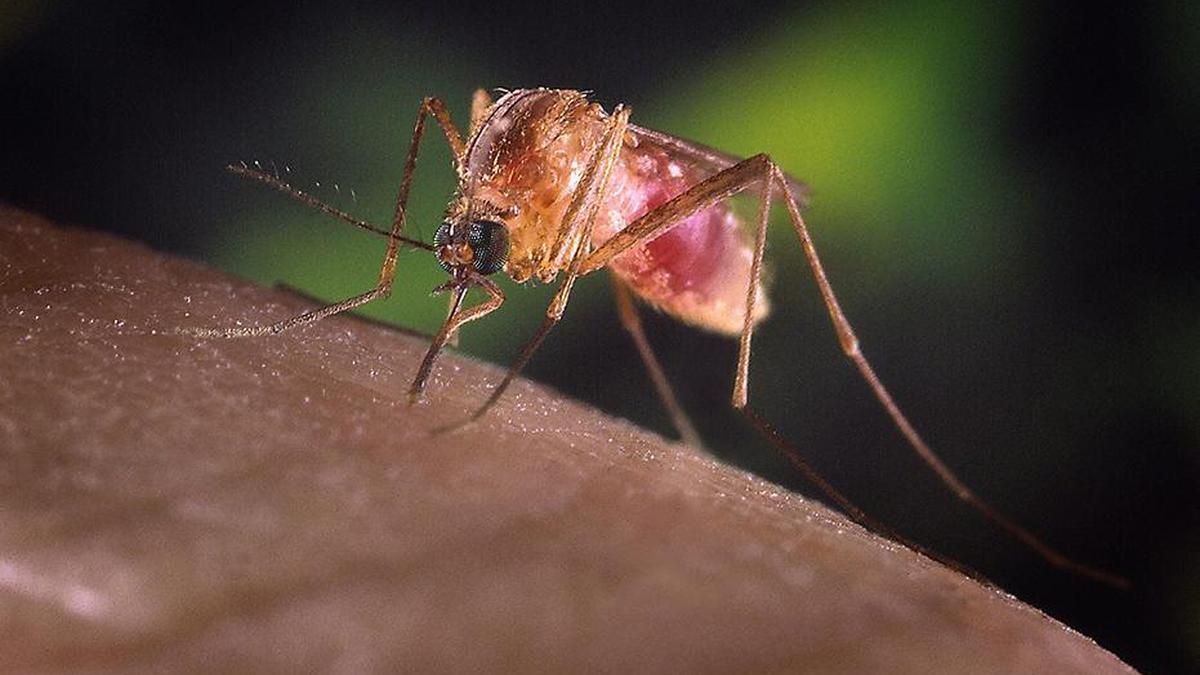 Study reveals mosquito-borne diseases perceived as rapidly escalating threats to humanity