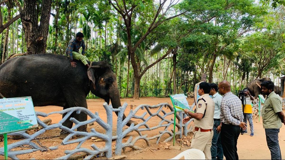 No degree can help you land this highly skilled job of elephant care-taker
Premium