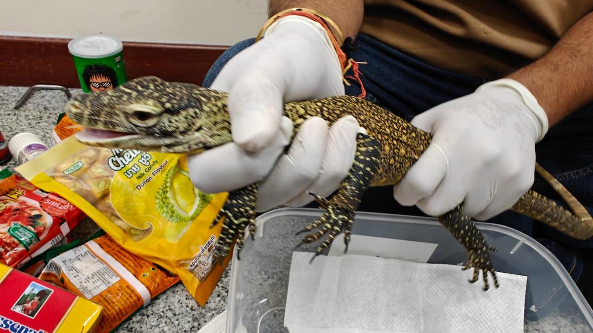 Customs officials seize drugs, exotic wildlife in twin smuggling busts at Hyderabad airport