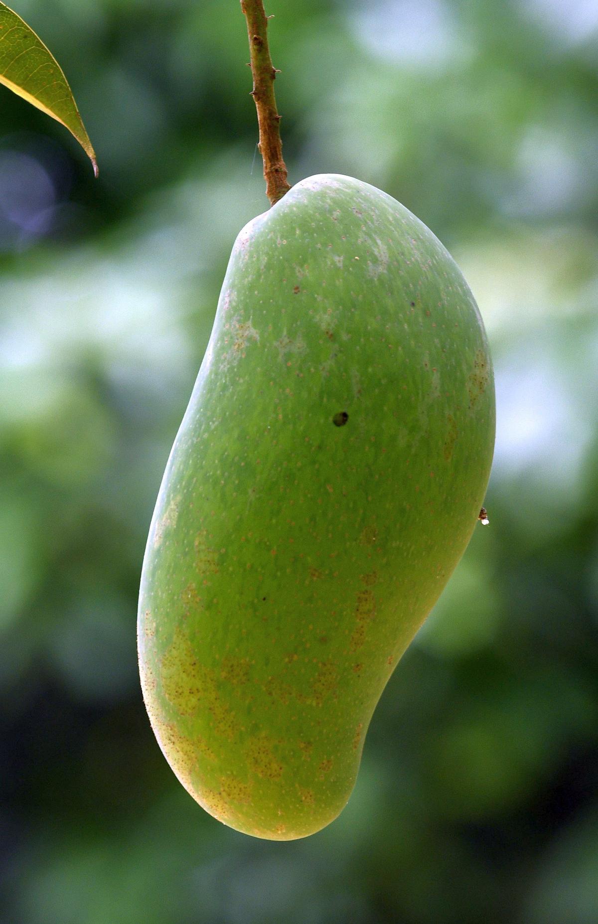 The Vazhaipoo variety of mangoes at KS Jaganatha Raja’s farm in Rajapalayam The Vazhaipoo variety of mangoes at KS Jaganatha Raja’s farm in Rajapalayam