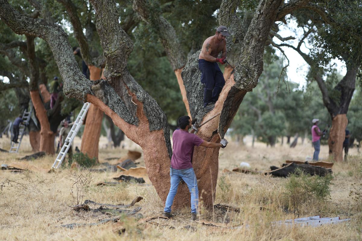Workmen peel off the bark of cork trees in Rio Frio, Portugal, Thursday, Aug. 28, 2025. Workmen peel off the bark of cork trees in Rio Frio, Portugal, Thursday, Aug. 28, 2025.