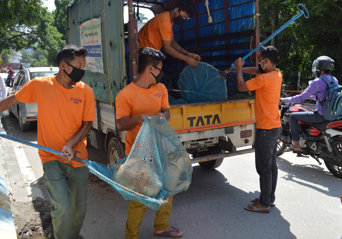 how-many-stray-dogs-are-there-in-bengaluru-and-how-are-they-to-be-kept