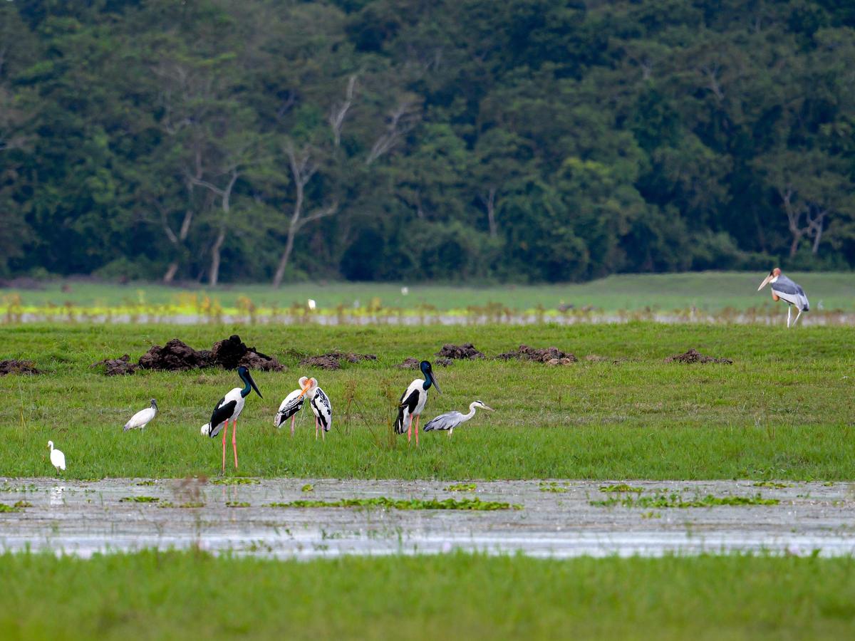 The migratory painted stork recorded in Kaziranga after three years. The migratory painted stork recorded in Kaziranga after three years.