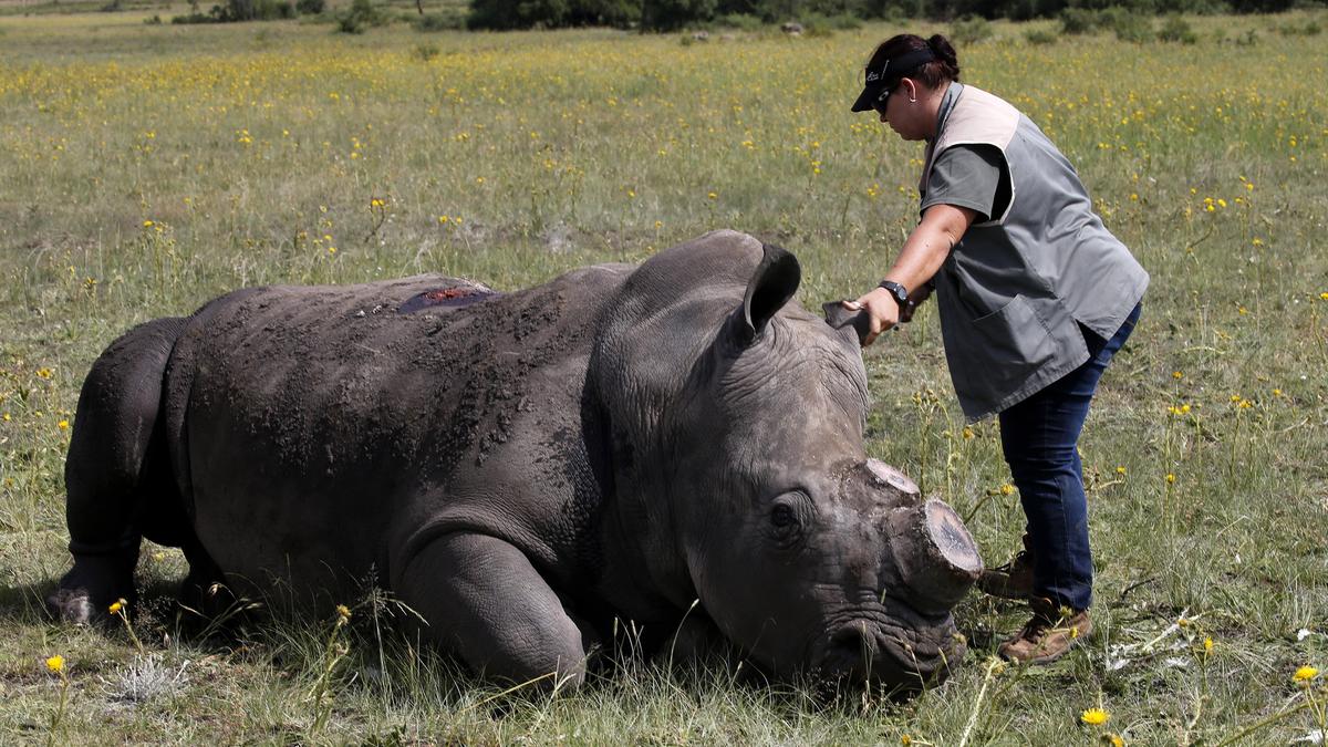 Drop in South Africa's rhino poaching linked to dehorning programmes