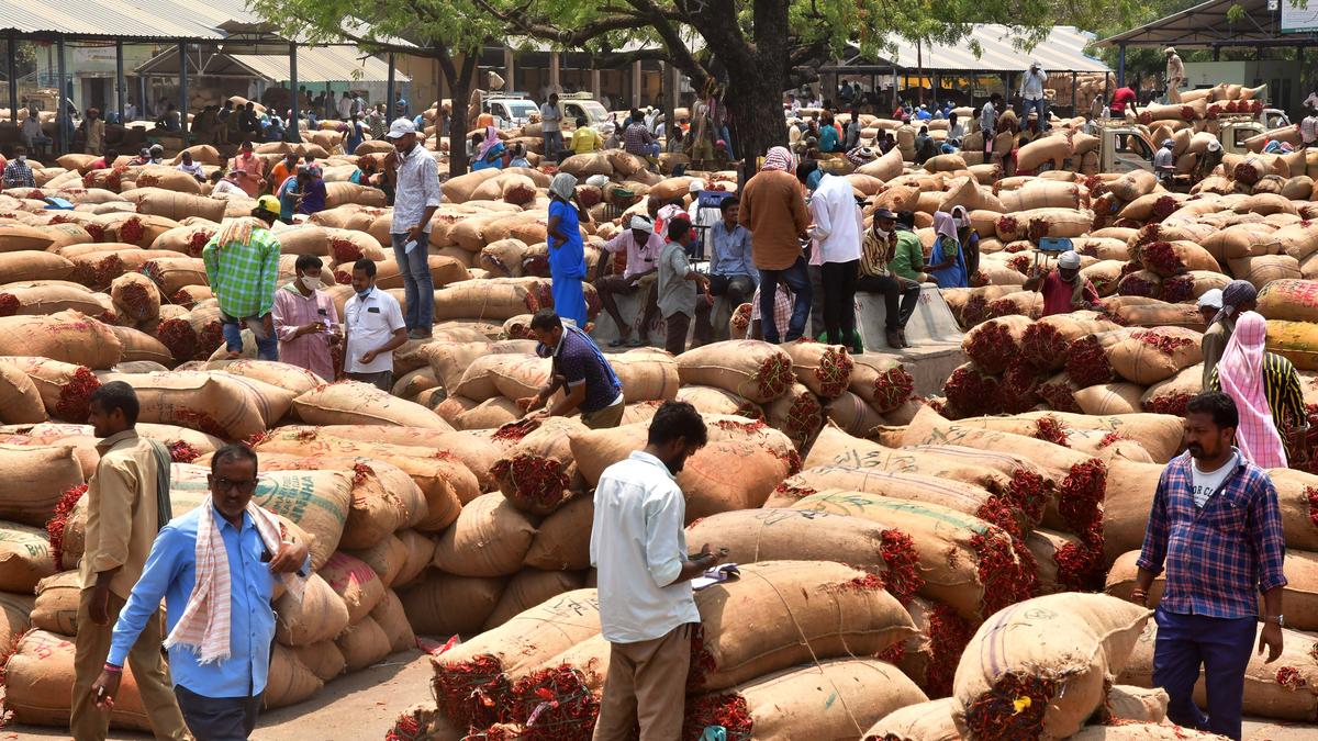 Teja variety of red chilli high in demand abroad