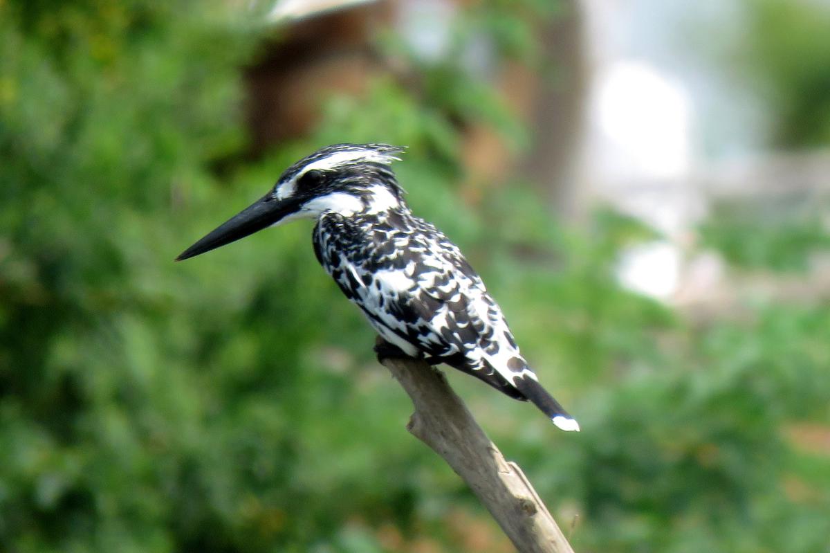 Pied Kingfisher 