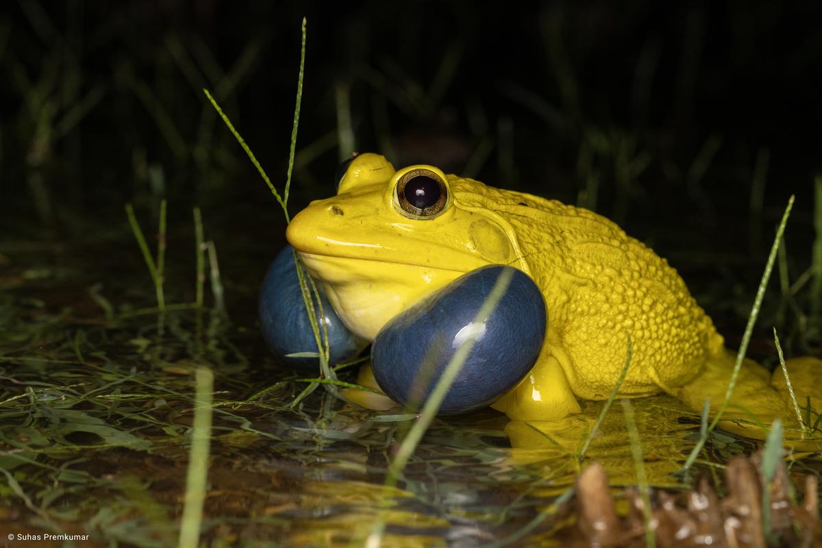 Bull frog male