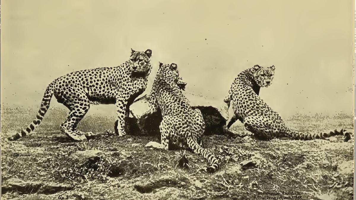 The complexities of introducing African cheetahs to India