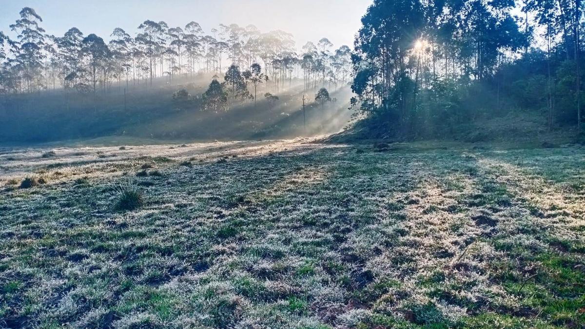 Can customary harvesting of NZ’s native species be sustainable?