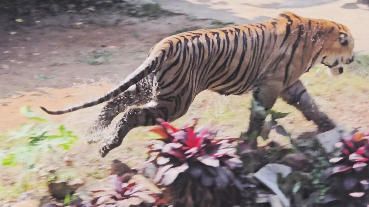 Adult male tiger set for reintroduction into wild