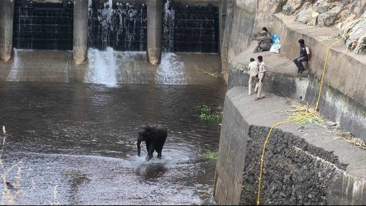 Wild tusker rescued after three-day ordeal in hydropower plant canal near Shivanasamudra - The Hindu