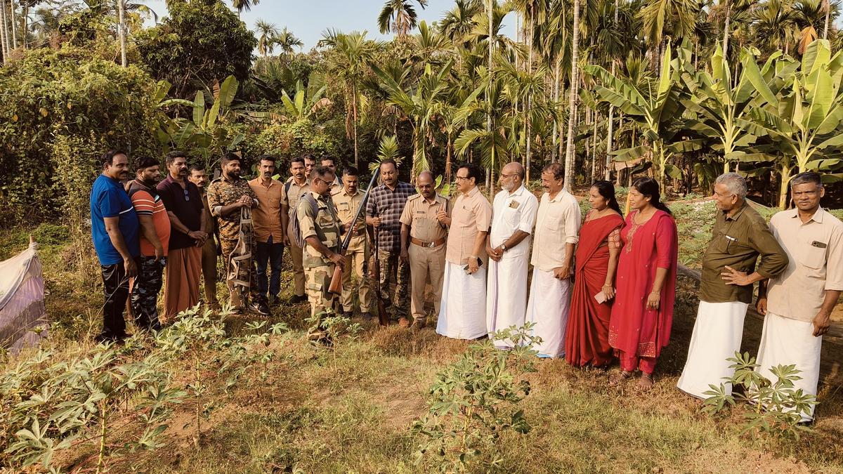 Wild boar assault: process pressure begins operation in Mokeri in Kannur