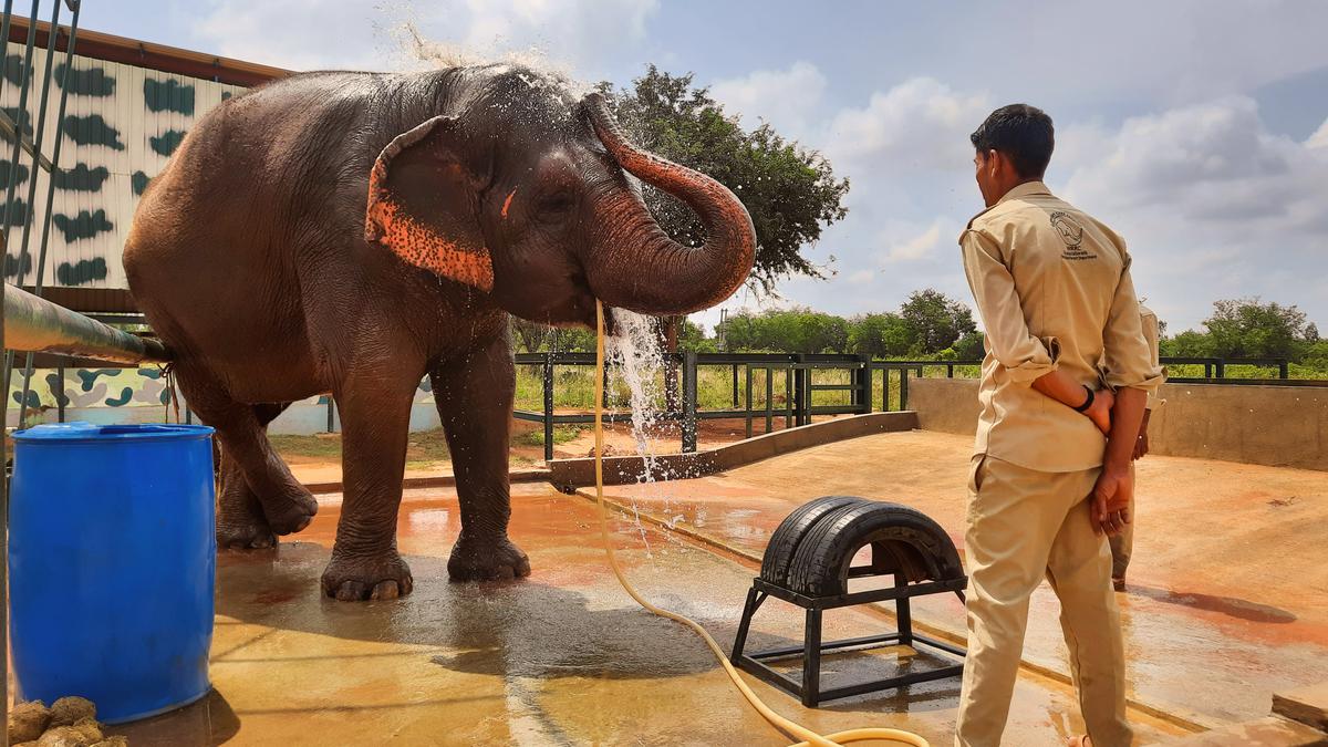 Watch | A tour of Karnataka’s first elephant care home