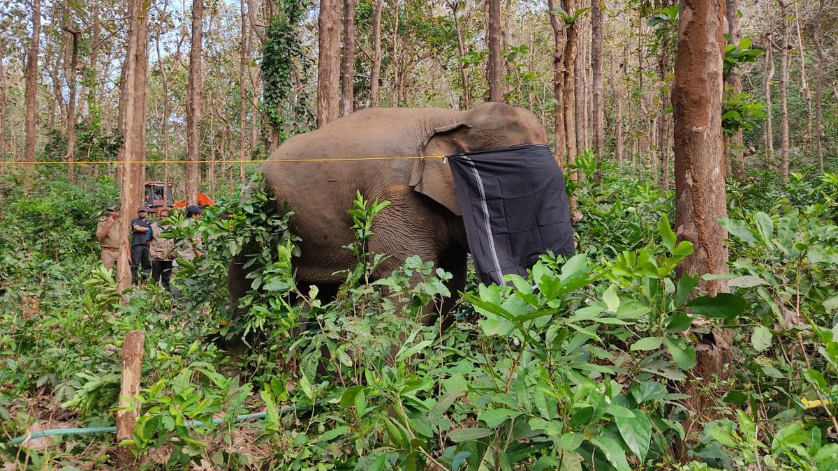 Kerala’s rogue elephant codenamed PT-7 tranquilized; efforts on to bring it to kraal