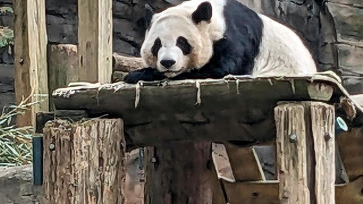 China to send giant pandas to Atlanta again
