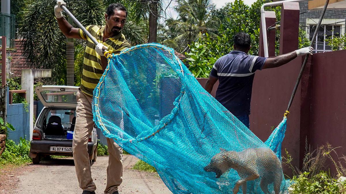 On the trail of rabies cases in Kerala