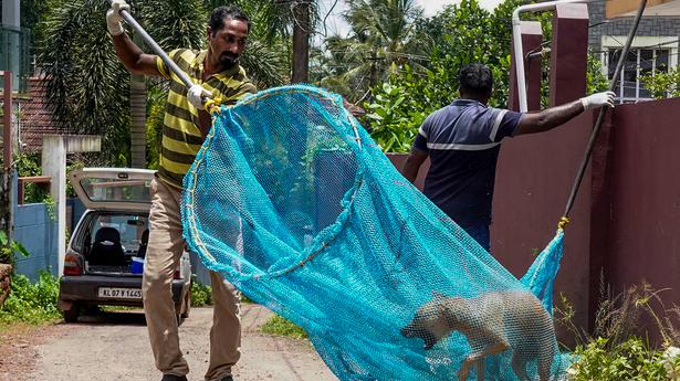 On the trail of rabies cases in Kerala