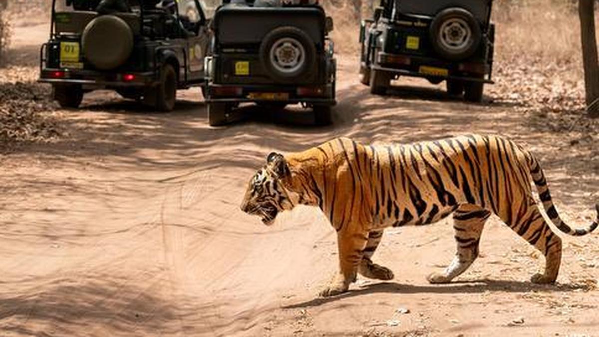 Tiger kills woman in M.P.'s Bandhavgarh reserve area; angry locals ‘assault’ forest staff