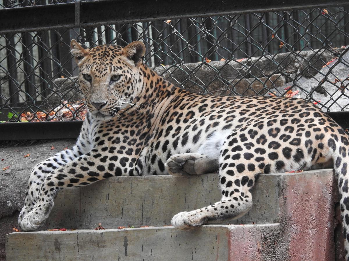 30-35 leopards in vicinity of Bengaluru, besides about 40 in ...