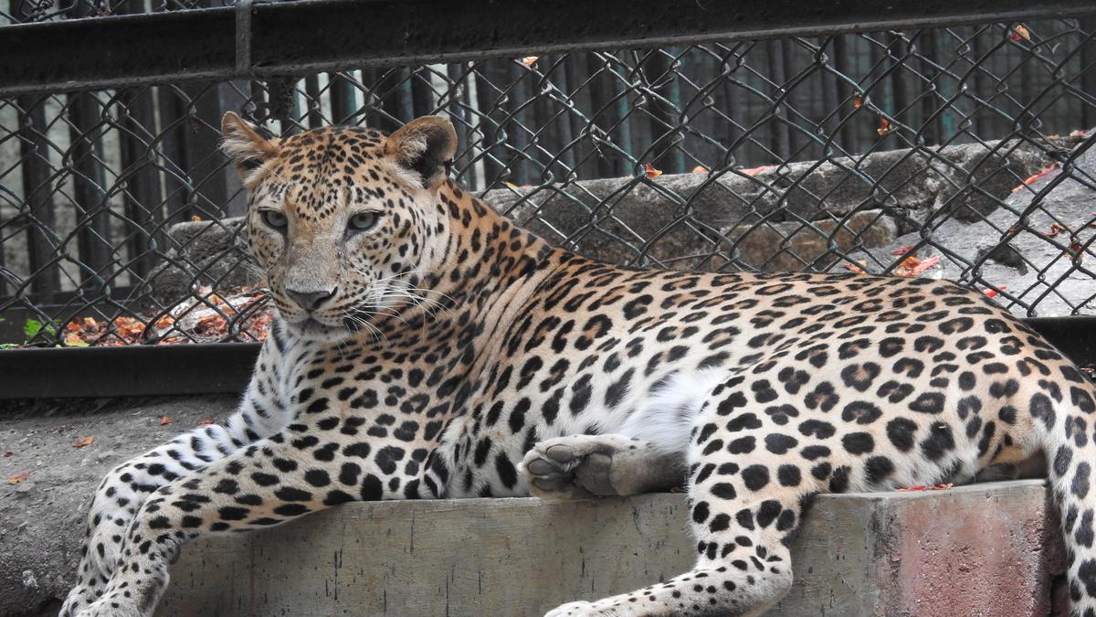 Leopard sighting stirs fear among residents in Bengaluru, advisories issued  to housing associations