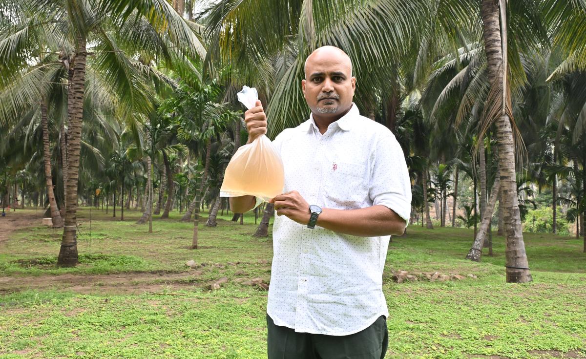 Dhanabal Muthusamy, one of the directors of Anaimalais Coconut Producer Company, with neera