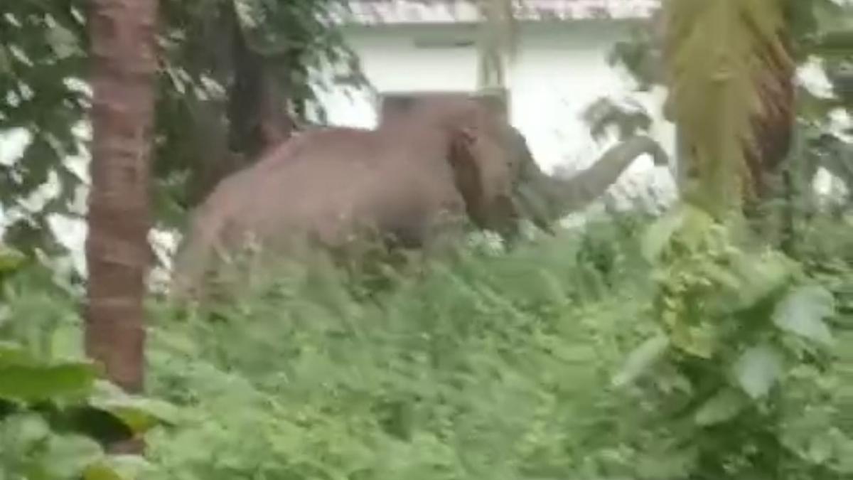 Wild elephant roams Ulikkal town in Kannur district of Kerala sparking panic