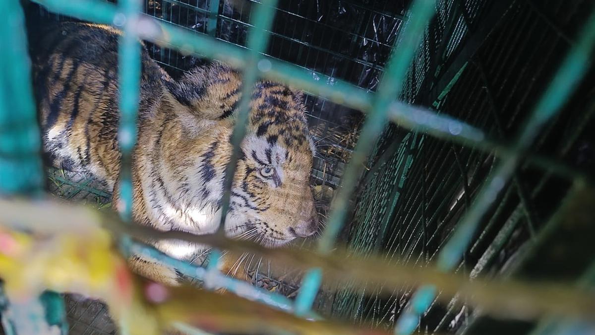 Pugmarks finally lead to capture of male tiger in south Bengal