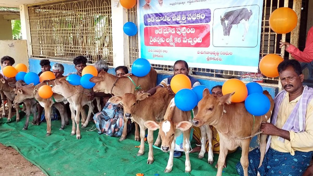 New insemination technology to help boost income of dairy farmers in Andhra Pradesh