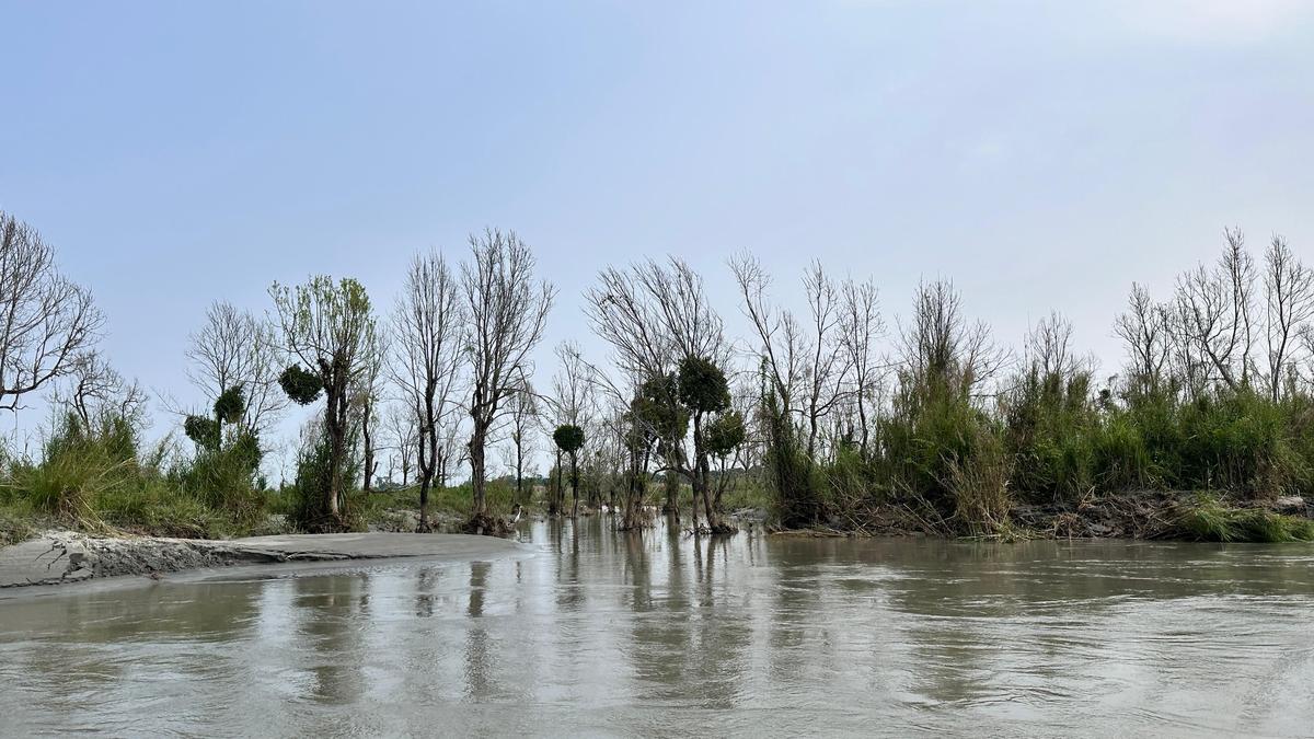 Native and invasive plant species are changing the riverine ecosystem of eastern Assam’s Dibru-Saikhowa National Park, the only habitat of feral horses in India.