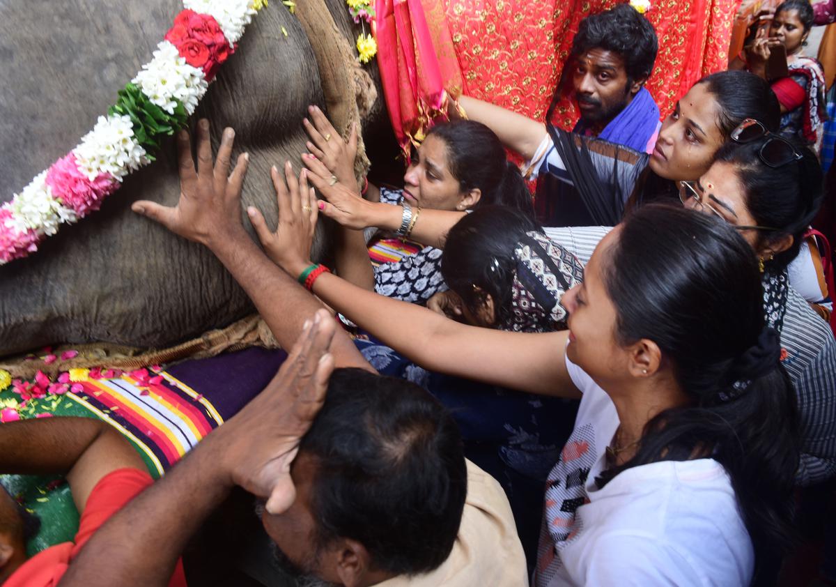 Devotees in tears while paying their last respect to temple elephant Lakshmi in Puducherry 