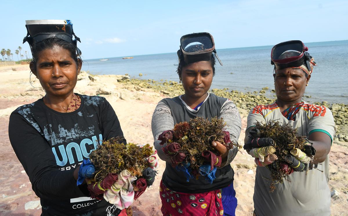 Women from Chinnapalam, Rameswaram, in Tamil Nadu, involved in seaweed cultivation. 
