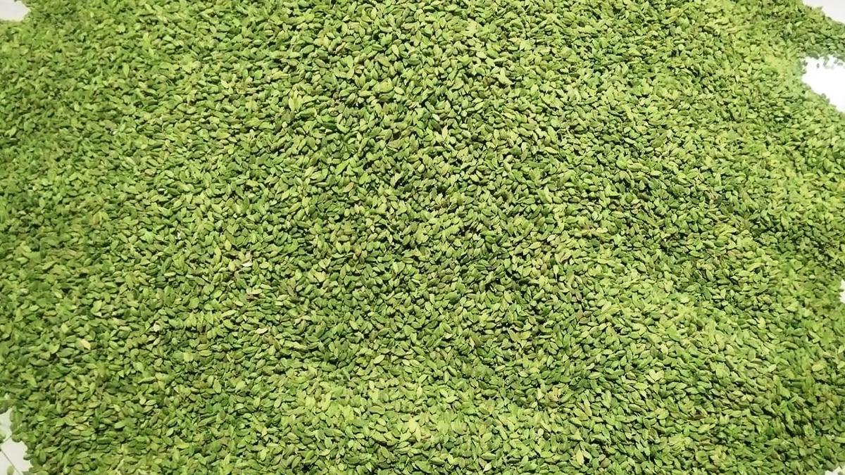 Cardamom price in Kerala hits a seven-year high of over ₹6,000 per kg