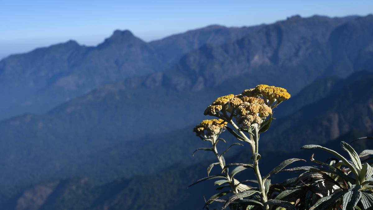 A quick guide to some of the best trekking trails in Tamil Nadu