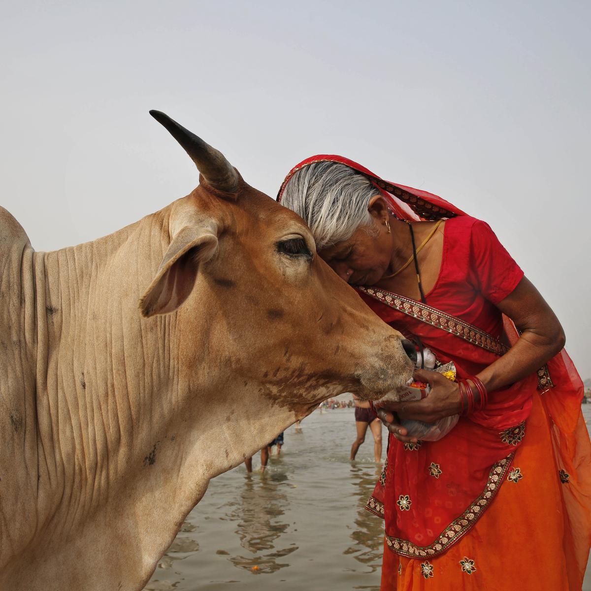 Animal Welfare Board withdraws circular on 'Cow Hug Day' - The Hindu