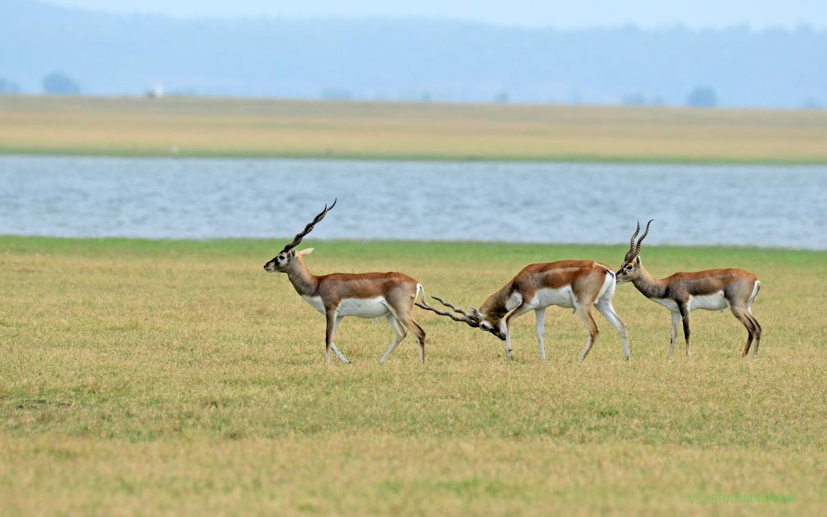 Where Have The Blackbucks Bolted The Hindu 