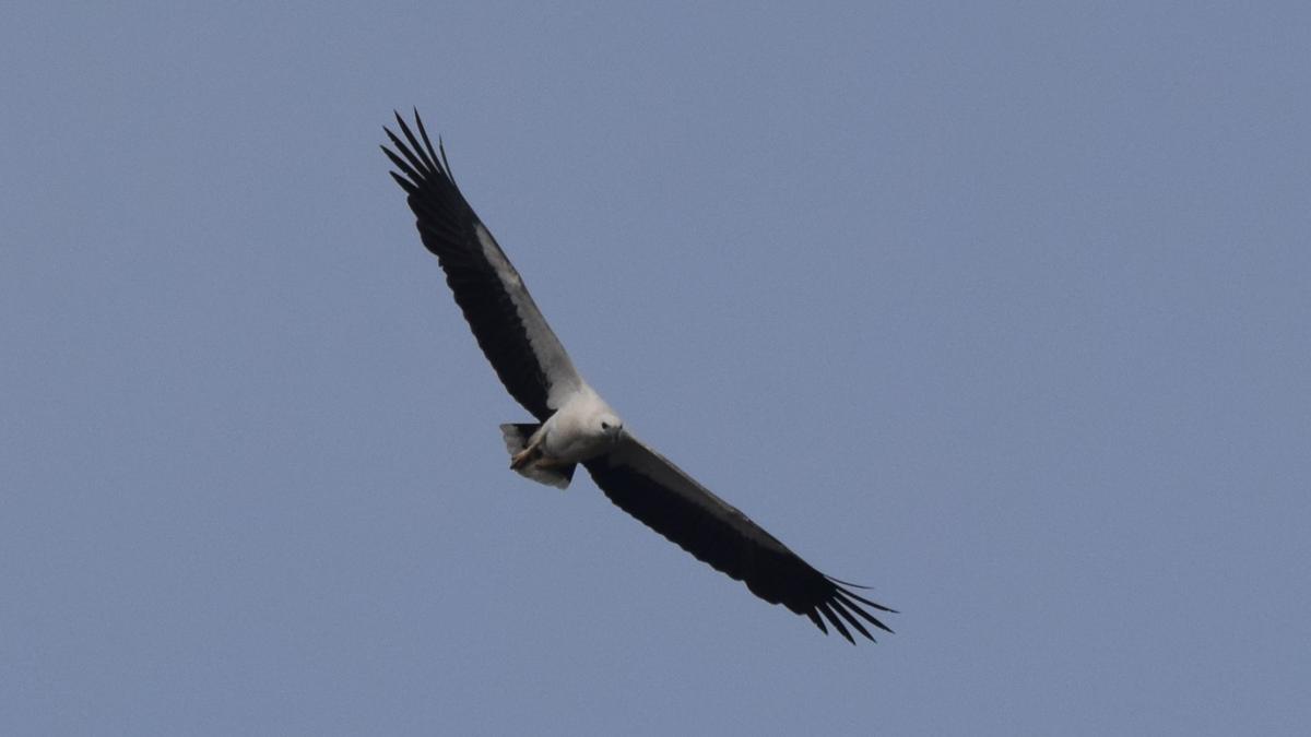 White-bellied sea eagle comes cruising to the Cauvery