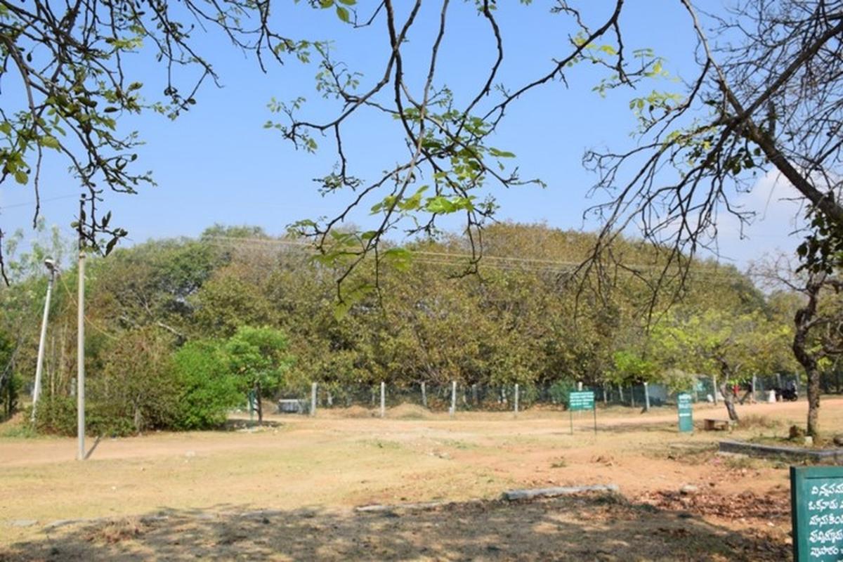 Thimmamma’s gigantic banyan tree, the largest tree by net canopy cover area. Thimmamma’s gigantic banyan tree, the largest tree by net canopy cover area.