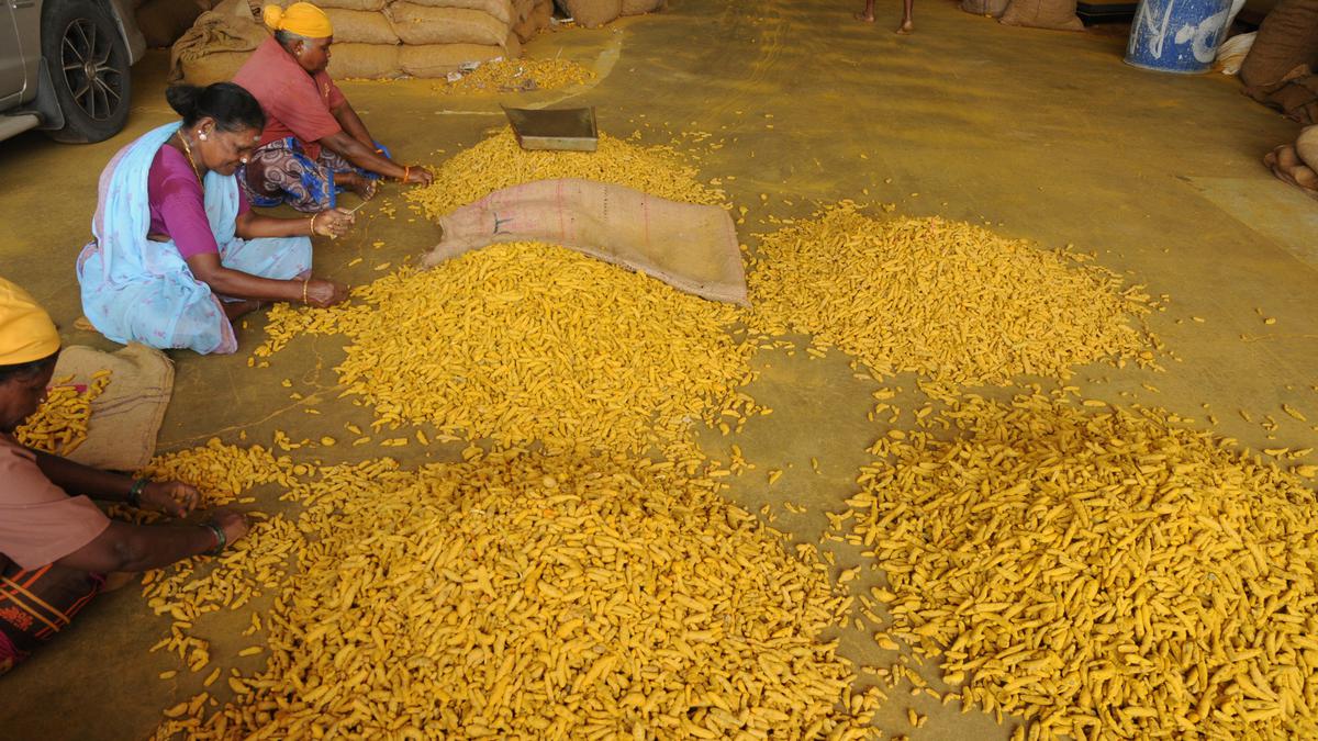 Global demand for turmeric stabilises price at Erode market