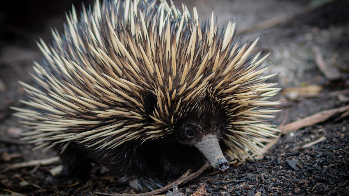 How short-beaked echidnas beat the heat - The Hindu