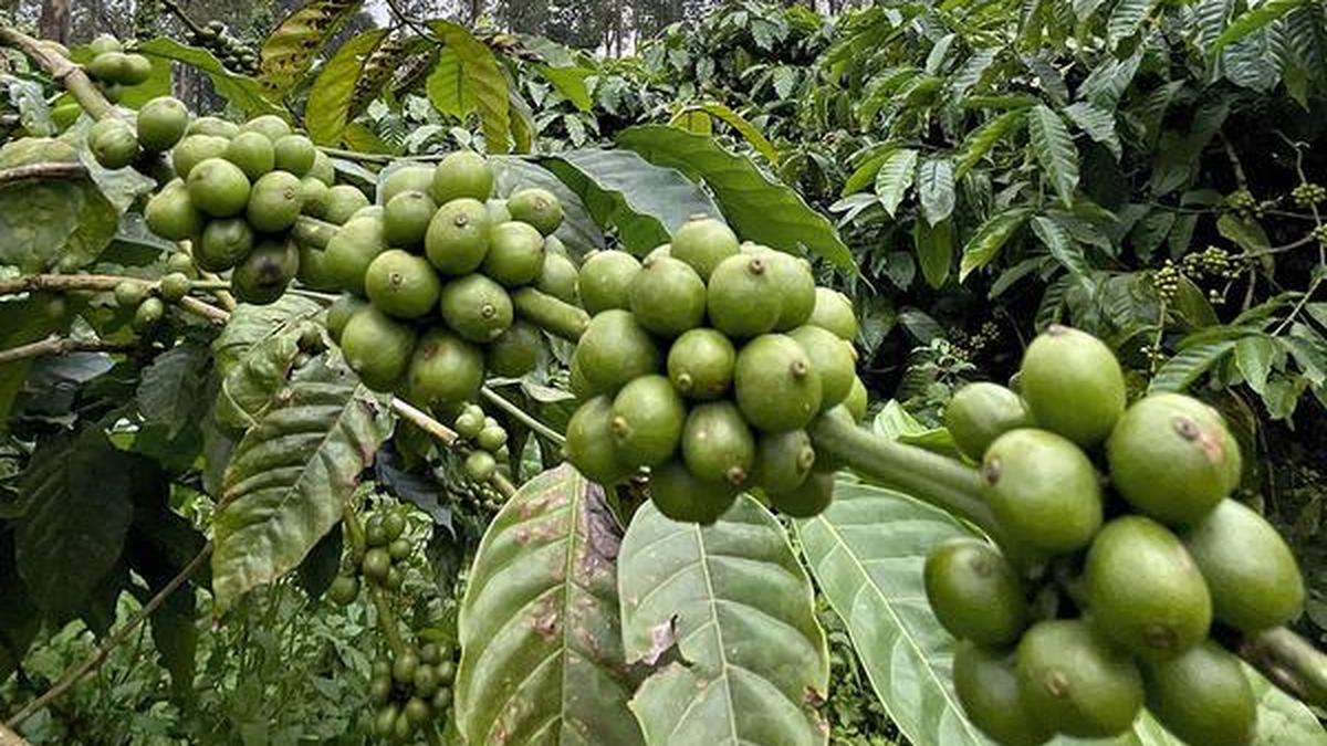 Call for cultivation of coffee in Sampaje, Karike, Peraje, Chembu regions of Kodagu