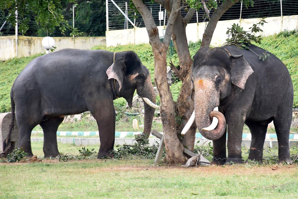 Forest department staff and jumbo caretakers ensure the Dasara elephants get nutrition-rich diet during their stay in Mysuru. 