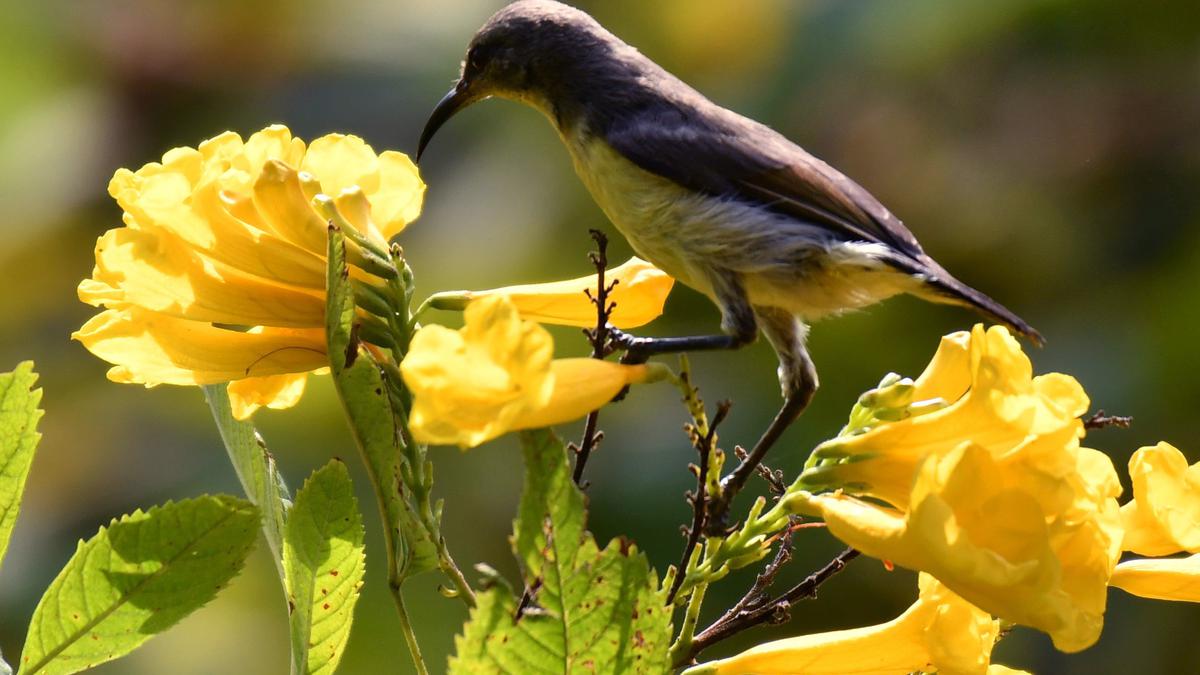 New bird brain study shows evolving a big brain depends on having ‘good’ parents