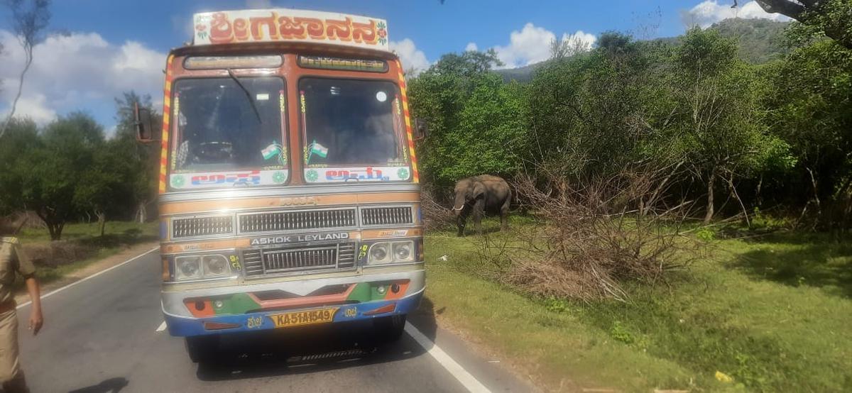 Lorry driver fined for feeding wild elephants with sugarcane in STR