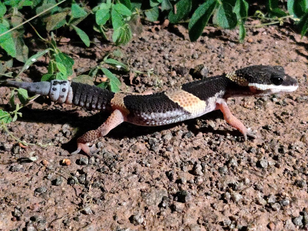 A painted leopard gecko (Eublepharis pictus) recorded from northern Eastern Ghats in Visakhapatnam.