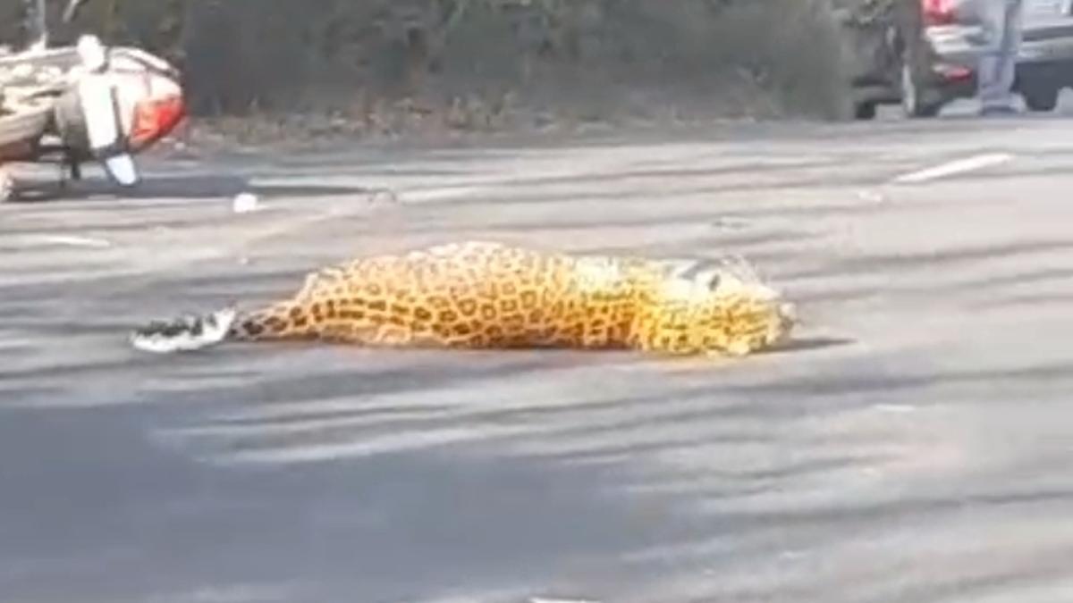 Forest Department tracking leopard knocked down by vehicle in Coimbatore