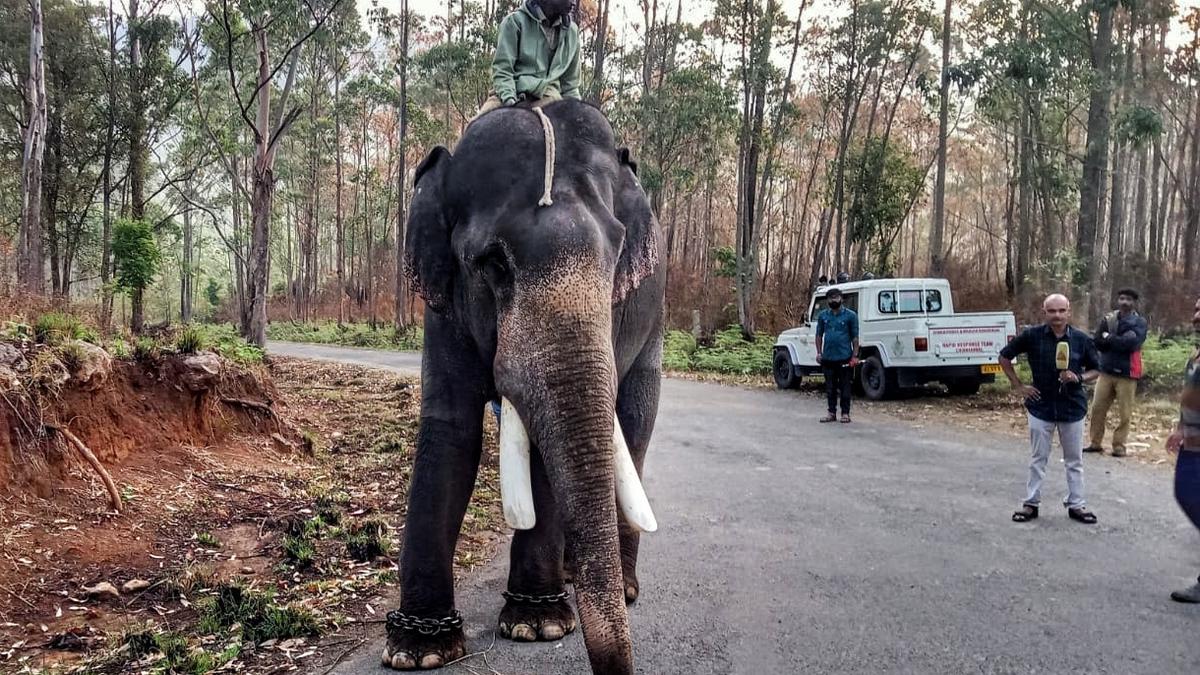 Four kumki elephants to be deployed to tether Arikompan