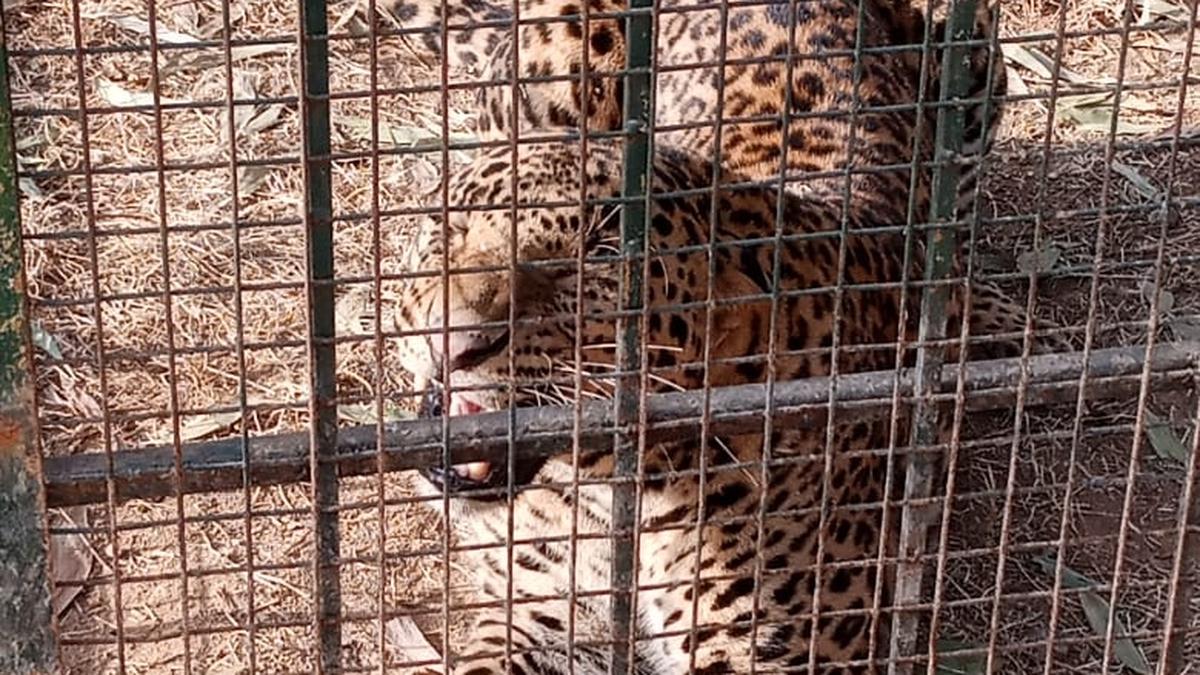 ‘High-security intrusion’ in RBI Mysuru campus ends as Forest Department captures leopard on the prowl