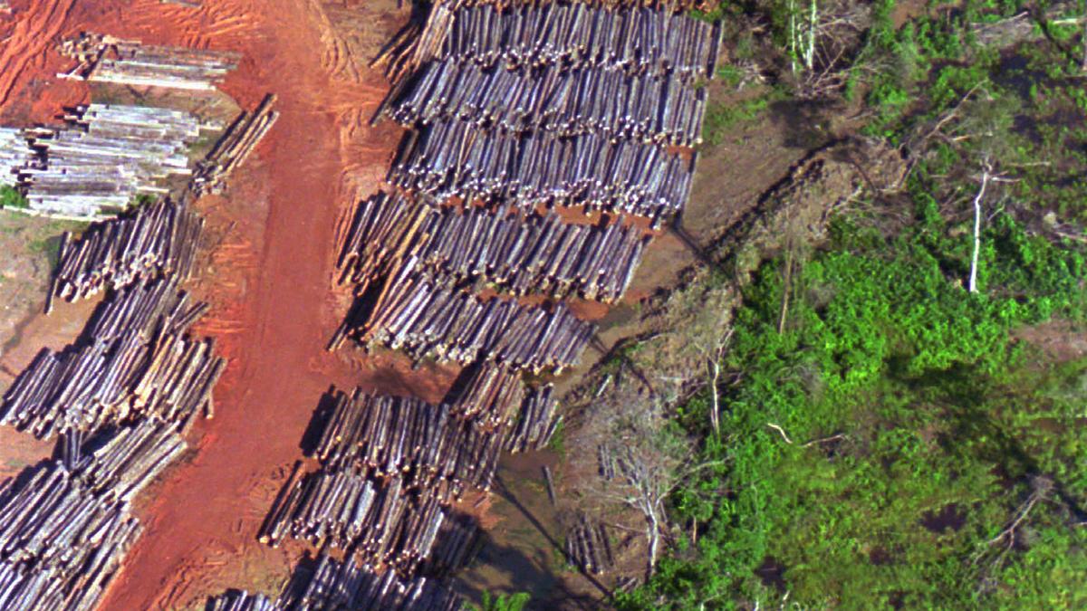 Suriname pledges to shield 90% of forests, far beyond global conservation goal