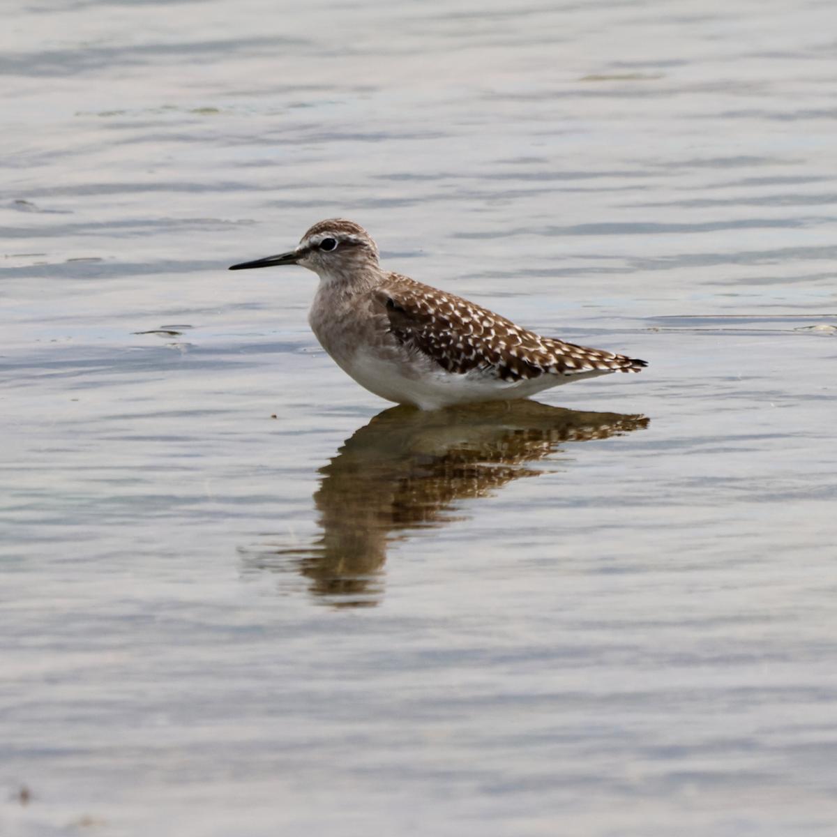 wood sandpiper 