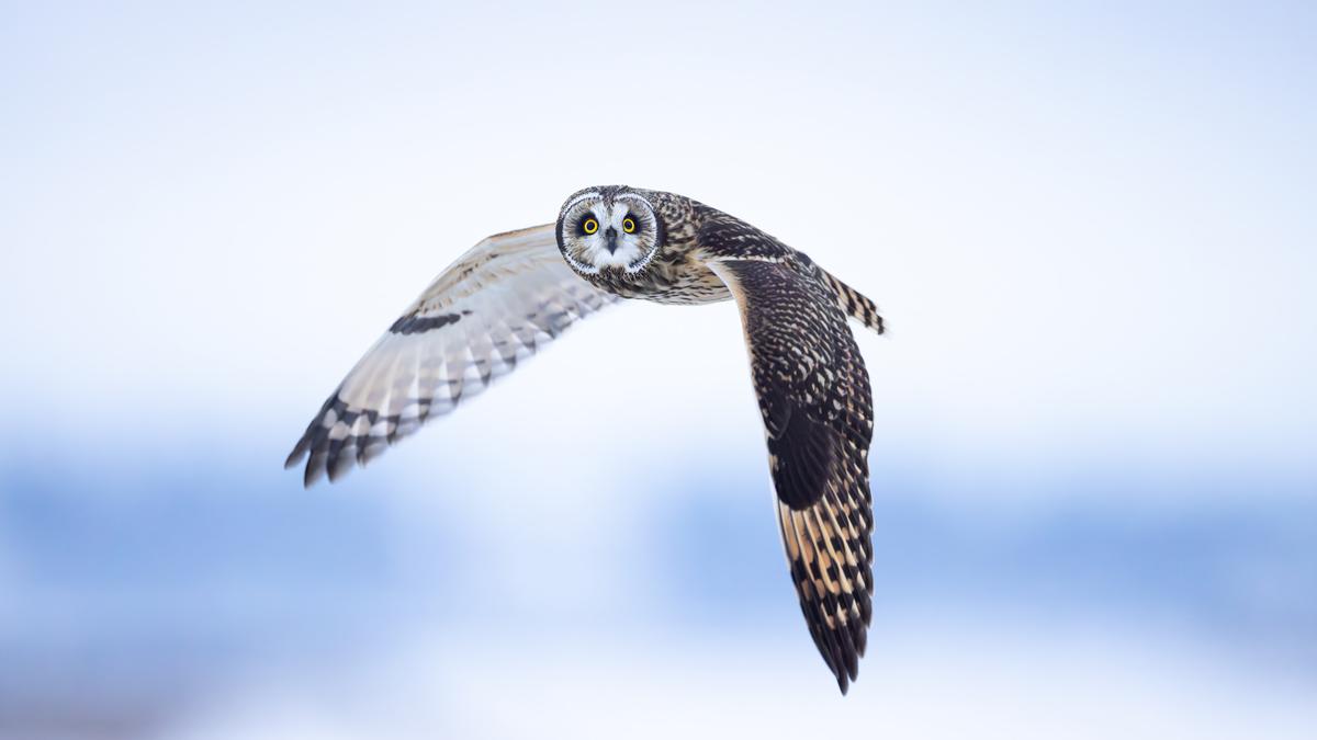 Wildlife photographer Raghav Mehta showcases his bird photographs in an exhibition in Kochi